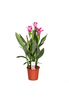 CURCUMA ROSA C-13 (alt: 50cm)