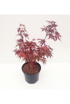 ACER PALMATUM 3L (alt:...