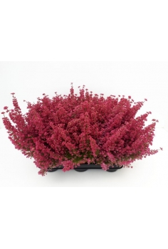 ERICA IEMALLIS C-13 (30cm)...