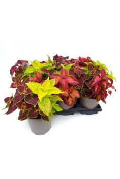 COLEO TRICOLOR C-15 (35cm)...