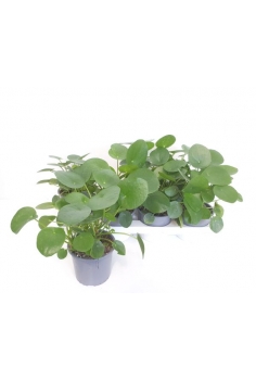PILEA PEPEROMIOIDES C-13...