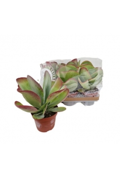 KALANCHOE THYRSIFLORA C-13...