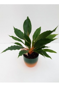 CLOROPHYTUM C-13 orange green