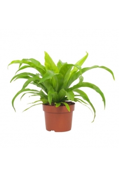 ASPLENIUM ANTIQUUM C-12...