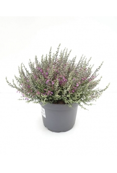 TEUCRIUM SUBSPINOSUM 2.5L...