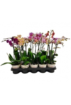 PHALAENOPSIS MULTI.F MIX...