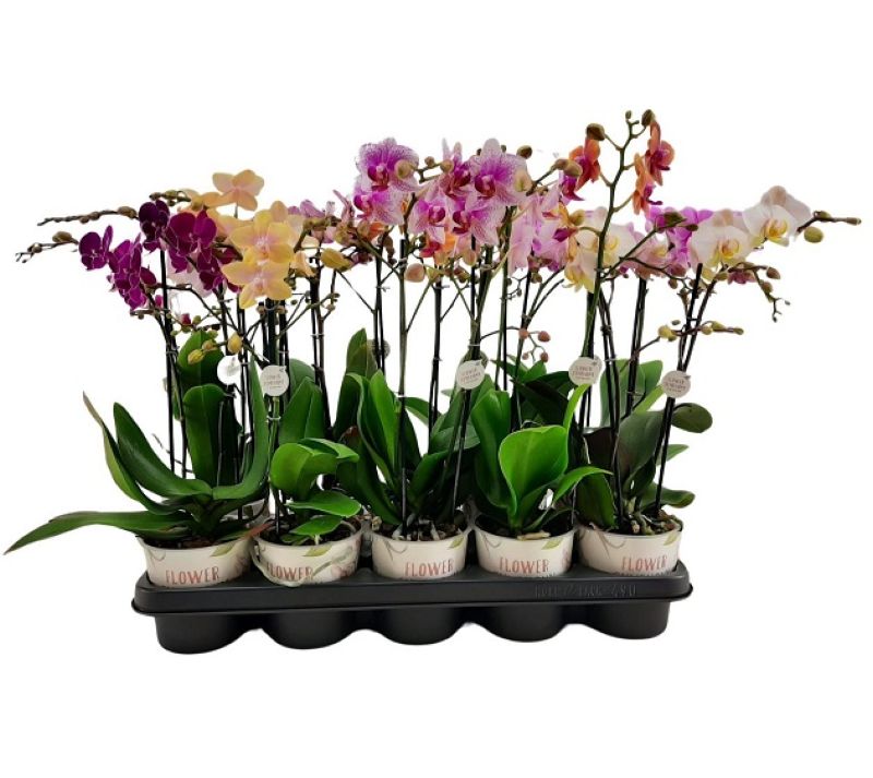 PHALAENOPSIS MULTI.F MIX C-12... PHALAENOPSIS MULTI.F MIX C-12...