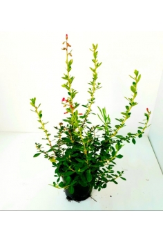 ESCALLONIA 1L (25-35cm)...