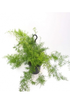 ESPARRAGERA COLGADOR C-18...