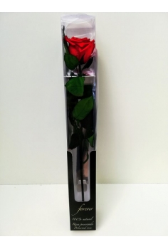ROSA PRESERVADA 100%...