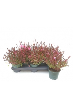 GAURA ROSA C-13 (alt:...