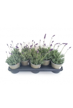 LAVANDULA OFFICINALIS C-13...