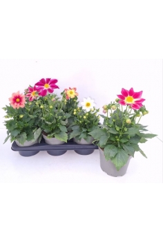 DAHLIA SUMMER MIND C-17...