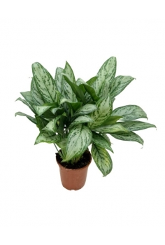 AGLAONEMA SILVER SP. C-17...