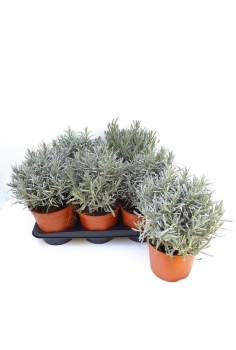 LAVANDULA OFFICINALIS 2.5L...