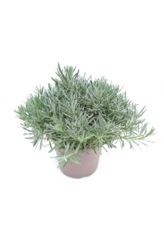 LAVANDULA OFFICINALIS 5L...