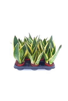 SANSEVIERA FUTURA EXTRA C-9...