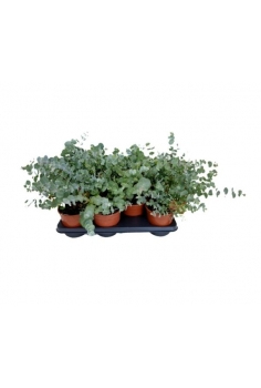 EUCALIPTOS C-14 (alt: 35cm)...