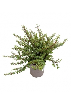 PORTULACARIA 5L (alt: 50cm...