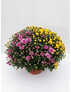 G-CHRYSANTHEMUM TARRINA...