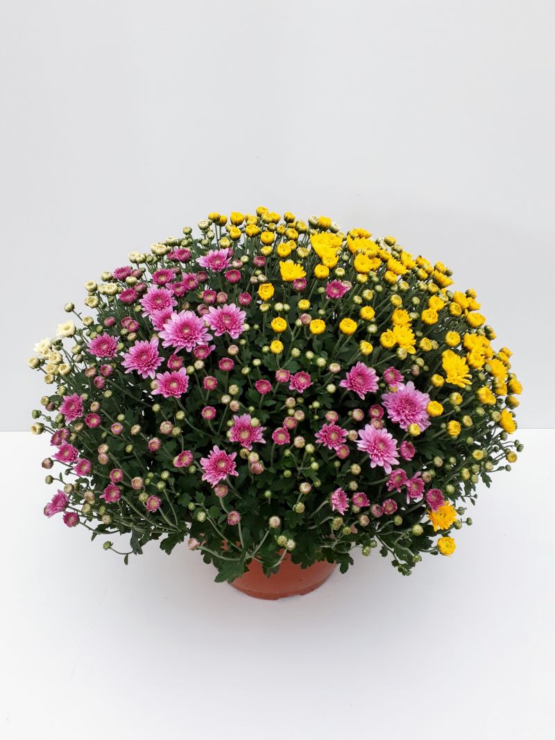 G-CHRYSANTHEMUM TARRINA TRICOLOR 6L...