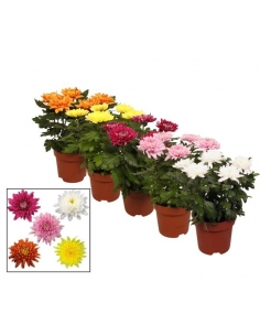 CHRYSANTHEMUM ZEMBLA MIX...