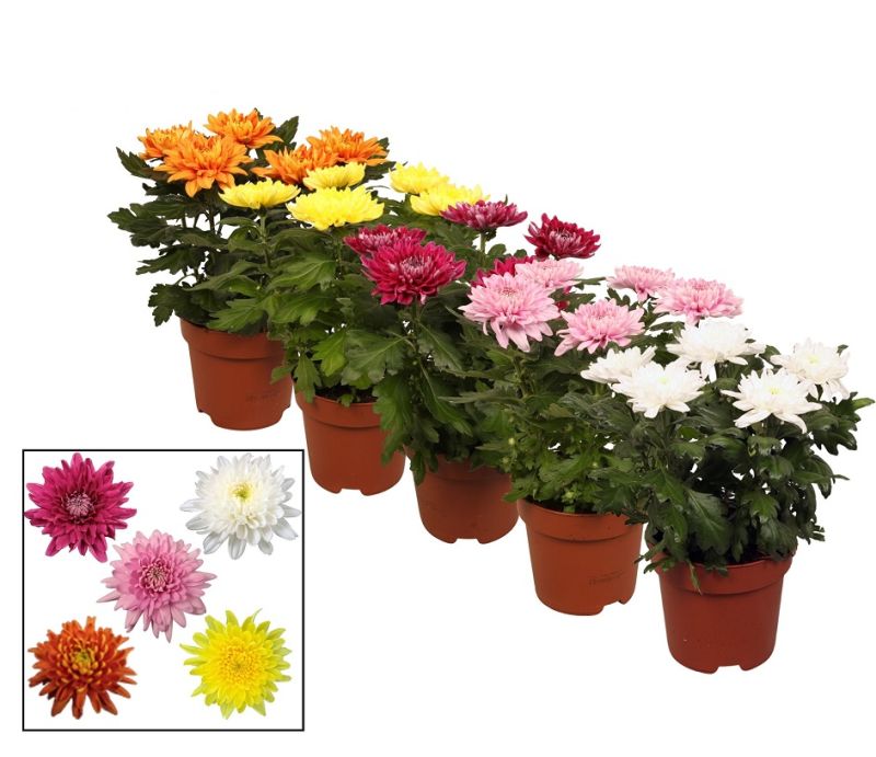 CHRYSANTHEMUM ZEMBLA MIX C-15 (33cm)...