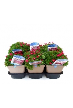 SAXIFRAGA MIX 2L (25cm)...