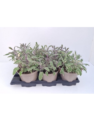 SALVIA TRICOLOR 2.5L