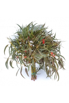 EUCALIPTO GLOBULUS + FLOR...