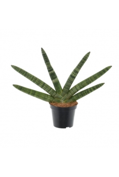 SANSIVIERA CYLINDRICA...
