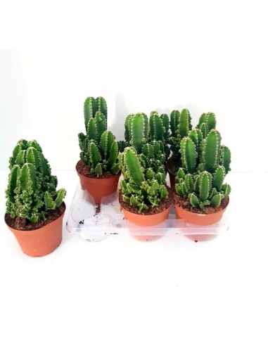CACTUS PERUVIANUS C-13 (ordenador)...