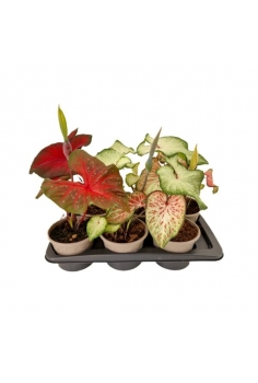 CALADIUM MIX C-15 (35cm)...