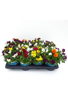 VIOLA CORNUTA TRIO C-14...