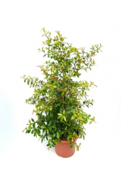 EUGENIA MYRTIFOLIA 10L...