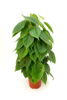 POTHOS SCANDER TUTOR C-17...