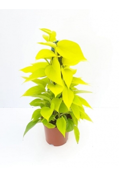POTHOS TUTOR 50cm (neon)...