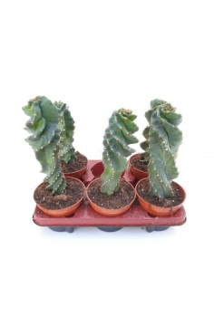 CACTUS ESPIRAL C-12...