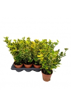 EUONYMUS AUREA C-13...