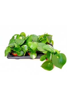 PEPEROMIA POLYBOTRYA C-12...