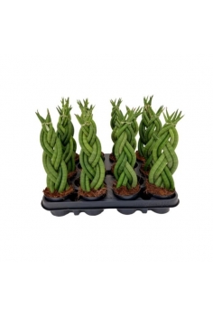 SANSEVIERIA TRENZADA C-9...