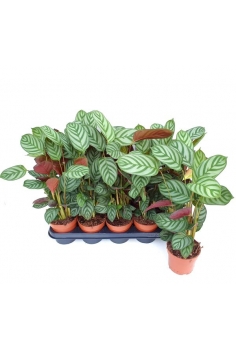 CTENANTHE C-12 (35-40cm)...