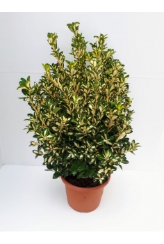 EUONYMUS LUNA 10L (75-90cm)...