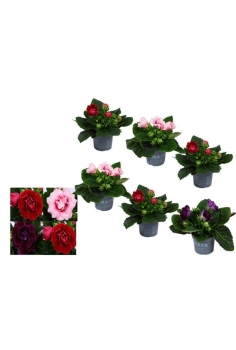 GLOXINIA SONATA C-13 (25cm)