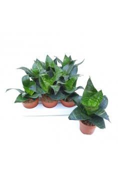 SANSIVIERA HAHNII VERDE C-9...