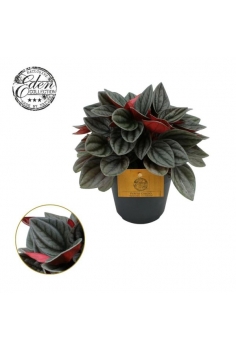 PEPEROMIA SANTORINI C-12...