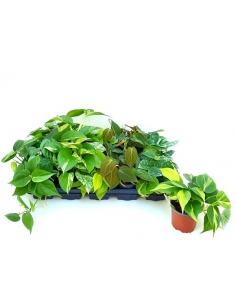 POTHOS MIX C-11 (alt:...