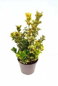 EUONYMUS AUREA 5L (45-55cm)...