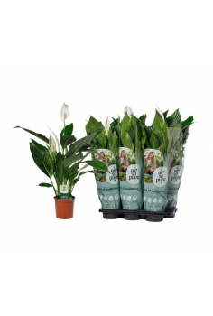 SPATHIPHYLLUM C-17 (alt: 70cm)