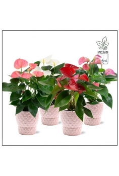 ANTHURIUM CERÁMICA FL.MIX...